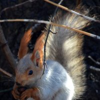 Белка :: Savayr 