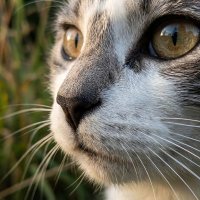 кот в саду :: Лилия 