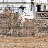 Вышла погулять :: Валерий Иванович