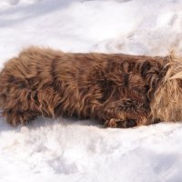 Собака на снегу. :: сергей ермошкин