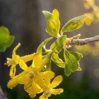 Йошта :: Валерий Ткаченко