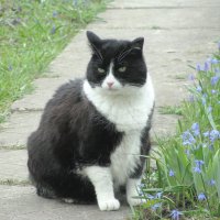 Отдыхает в саду :: Людмила Смородинская