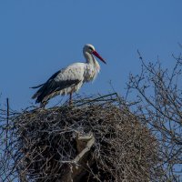 Первенцы прилетели. :: Sergey (Apg)