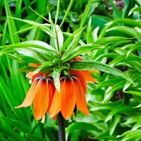 Оранжевый рябчик на городской клумбе. :: Милешкин Владимир Алексеевич 