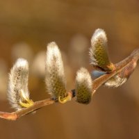 Пробуждение природы ... :: Ravile 