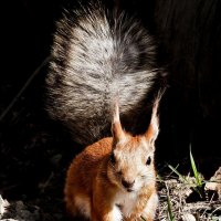 Привет всем! :: Валентина *