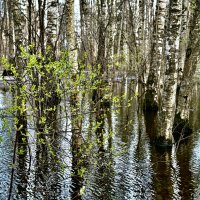 Зазеленело… :: Любовь 