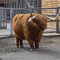 Бычок Гаврюша :: <<< Наташа >>>