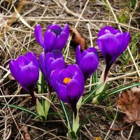 Крокусы :: Рита Симонова