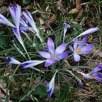 Крокусы :: Рита Симонова Крокусы :: Рита Симонова