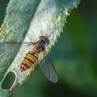 Краски лета. Оса. :: Алексей Трухин Краски лета. Оса. :: Алексей Трухин