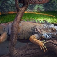 Игуана :: Инна Драбкина