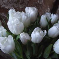 Букет :: Freddy 97