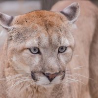 Пума МИЧИГАН :: Аркадий Лаптенко