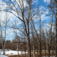 Весеннее настроение :: Александр Синдерёв