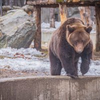 Бурая медведица ВАЛЯ. :: Аркадий Лаптенко