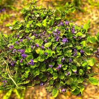 ***фиалка душистая*** :: Olga Oskolkova