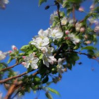 цветущий  апрель :: Николай 