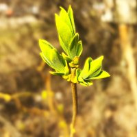 ***п е р в ы е листочки*** :: Olga Oskolkova