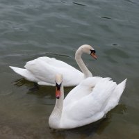 Лебеди в озере у радиорынка :: Валентин Семчишин Лебеди в озере у радиорынка :: Валентин Семчишин