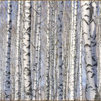 Берёзоньки :: Анатолий Пашковский