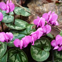 Цветочные поляны! :: Надежда 