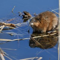 Ондатра в своей стихии. :: Евгений Кузнецов