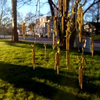 Весеннее утро :: Сергей Порфирьев