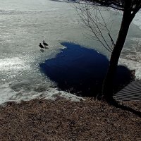 Март, пруд :: ZNatasha - Март, пруд :: ZNatasha -