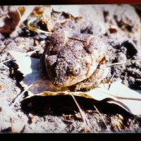 Лягушка-шахтёр :: Игорь Солдаткин