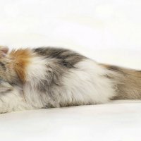 Оливия :: Светлана Ищенко