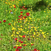 Природа 2026 :: Владислав Воровский 