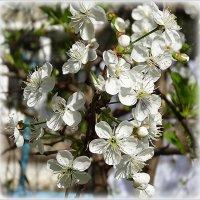 Цветение вишни. :: Наталья ***