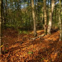 Осенний настрой... :: Николай Гирш