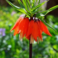 рябчик императорский :: Игорь Kуленко