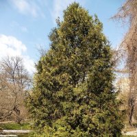 Весна в Аптекарском огороде :: Лидия Бусурина
