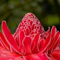 Мир цветов -3 :: irina Schwarzer 