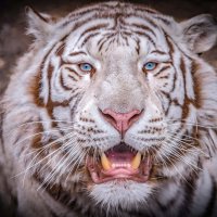 Бенгальский тигр КОВИ. :: Аркадий Лаптенко Бенгальский тигр КОВИ. :: Аркадий Лаптенко