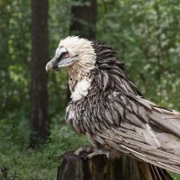 Бородач :: SanSan 