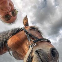 ЖЕРЕБЦЫ :: Александр Кустов