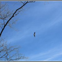 *** :: Aleksandr Gal