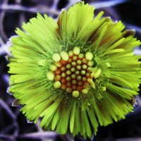 Красотка :: Людмила Смородинская