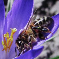 Пчёлка на крокусе :: Людмила Смородинская