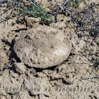 Гриб :: Анатолий Чикчирный