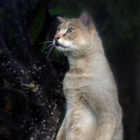 камышовый :: Михаил Бибичков