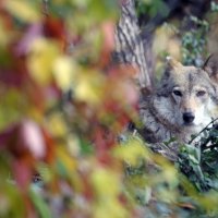 волчица :: Михаил Бибичков