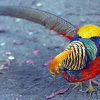 золотой фазан :: Михаил Бибичков