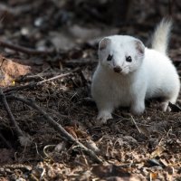 Ласка :: Владимир Безбородов