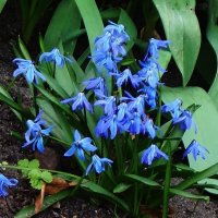 Пролеска :: Рита Симонова