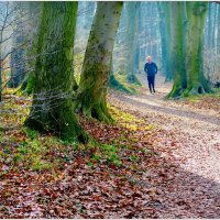 В ЛЕСУ... :: Elvira E. 